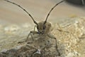 Frontal closeup on the large European poplar borer longhorn beetle, Saperda carcharias sitting on wood