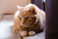 Frontal closeup of large green-eyed ginger cat lying down