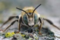 Frontal closeup on a male golden-tailed woodborer bee, Lithurgus chrysurus Royalty Free Stock Photo