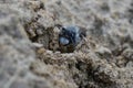 Frontal closeup on a male grey backed mining bee, Andrena vaga, sitting on sand ground