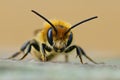 Frontal closeup of a male Jersey Mason Bee, Osmia niveata