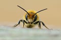Frontal closeup on a male Jersey Mason Bee, Osmia niveata