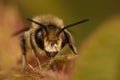 Closeup of a male Patchwork leafcutter bee, Megachile centuncularis