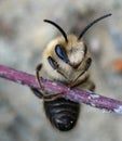 Frontal closeup of a male of spring vernal colletes cunicularius