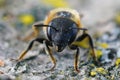 Frontal closeup on a Mediterranean golden haired mason bee, Osmia aurulenta