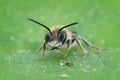 Frontal closeup of a mining bee on a green leaf