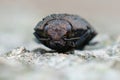 Frontal closeup on one of the larger brown jewel beetles from the Gard, Capnodis tenebricosa