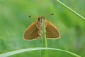 Frontal closeup on an orange Essex skipper butterfly Thymelicus lineola Royalty Free Stock Photo