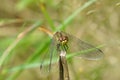 Frontal closeup on a Ruddy darter, Sympetrum sanguineum perched on a straw