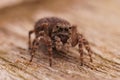 Frontal closeup of the small , cute Downy jumping spider, Sitticus pubescens