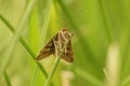 Frontal closeup of the Small Yellow Underwing, Panemeria tenebr