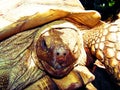 Superfamily Chelonioidea close up