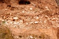 Frontal detail of different strata and layers of rock and earth on a slope