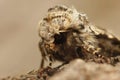 Frontal detailed closeup on the broad-barred white moth, Hecatera bicolorata