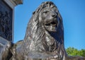 Frontal face closeup of Lion statue, Trafalgar Square, London, UK Royalty Free Stock Photo