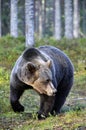 Close up portrait of Brown bear in the summer forest. Front view. Scientific name: Ursus arctos.