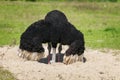 Bird ostrich pokes its head in the sand