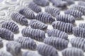 Frontal gnocchi viola Royalty Free Stock Photo