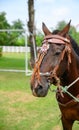 Frontal Head shot of a brown horse Royalty Free Stock Photo