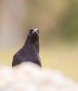 Frontal head-shot of Common Raven