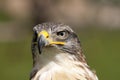 Frontal Head Study of a Ferruginous Hawk. Royalty Free Stock Photo