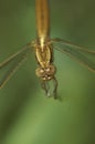 Frontal high-angle closeup on a immature colored Scarlet dragonfly, Crocothemis erythraea Royalty Free Stock Photo