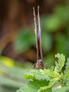 Frontal image of butterfly with closed wings Royalty Free Stock Photo