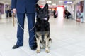 Frontal image of a dog for detecting drugs at the airport standing near the customs guard. Horizontal view Royalty Free Stock Photo