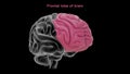 Frontal area of Human brain