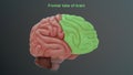 Frontal area of Human brain Royalty Free Stock Photo
