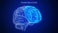 Frontal area of Human brain Royalty Free Stock Photo