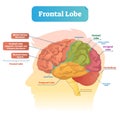 Frontal lobe vector illustration. Labeled diagram with brain part structure