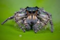 frontal male phidippus putnami on leaf