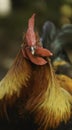 A frontal portrait of a beautiful free range Rhode Island Red rooster Royalty Free Stock Photo