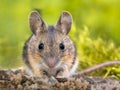 Frontal portrait of Cute Wood mouse Royalty Free Stock Photo