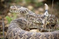 Frontal portrait of diamondback rattlesnake at alert Royalty Free Stock Photo