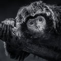 Ebony Langur VIII Royalty Free Stock Photo
