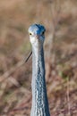 Frontal portrait of a grey heron ardea cinerea