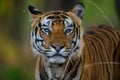 Frontal portrait of a male tiger isolated from a green background