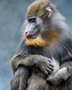 Mandrill Family IV