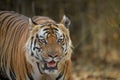 frontal portrait of a mature male tiger against dry bamboo forest background