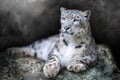 Snow leopard portrait Royalty Free Stock Photo