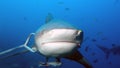 A Bull Shark frontal up close