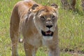 Frontal shot of a lioness in the Sanctuary Ngorongoro Crater Camp, Tanzania