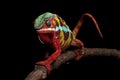 Frontal shot of a panther chameleon from Ambilobe, Madagscar Royalty Free Stock Photo