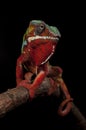 Frontal shot of a panther chameleon from Ambilobe, Madagscar Royalty Free Stock Photo