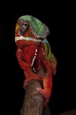 Frontal shot of a panther chameleon from Ambilobe, Madagscar Royalty Free Stock Photo