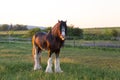 Frontal side lit view of tall handsome chestnut Clydesdale horse with sabino markings standing in field Royalty Free Stock Photo