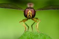 Frontal and symmetrical portrait of a Sifter fly