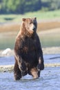 Frontal vertical of brown bear standing